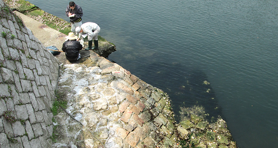 兵庫運河において、水辺ネットの会の皆様と当会の会員の兵庫漁業協同組合の青年部の方が兵庫運河に生息する生きものの調査を実施されました。