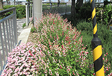 兵庫運河の清盛橋南側の花壇には毎月綺麗な花が咲いております。