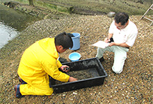 ９月９日（水）に兵庫漁業協同組合の水産研究会が以前から実施しているアサリ育成実験の天然アサリ採集袋の取り上げと調査のお手伝いをしました。