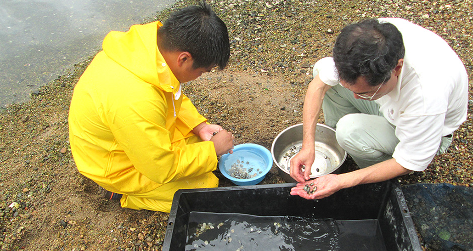 ９月９日（水）に兵庫漁業協同組合の水産研究会が以前から実施しているアサリ育成実験の天然アサリ採集袋の取り上げと調査のお手伝いをしました。
