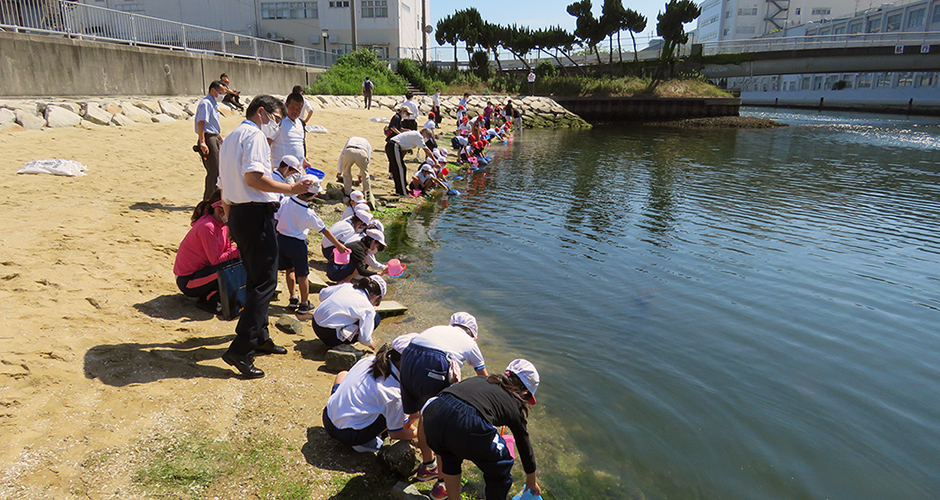 兵庫運河にヒラメの稚魚を放流！！
