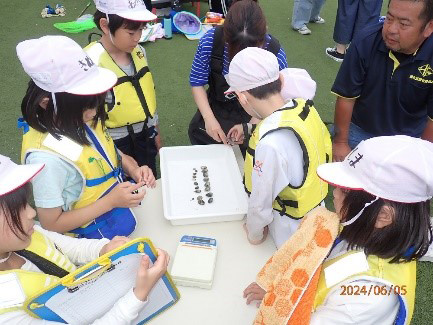 浜山小学校3年生による本年度のアサリ育成実験が開始されました。